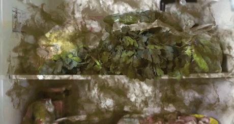 冰箱有异味放什么除菌,冰箱有异味能清出来嘛