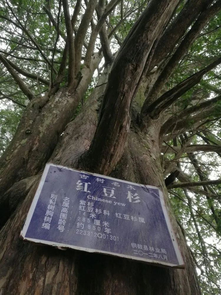 「爱问」爱上“红豆杉”