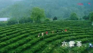 来梧州，体验岭南文化，吃遍大街小巷|“广西人游广西”精品自驾游路线