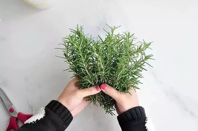 德国旱金莲迷迭香洗发皂,德国何首乌洗发皂