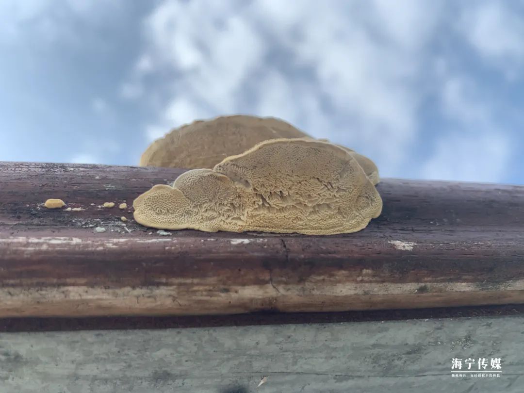 纯天然的野货视频,纯天然野货