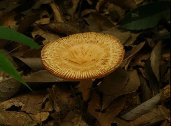 湖南最新蘑菇中毒事件,湖南毒蘑菇事件