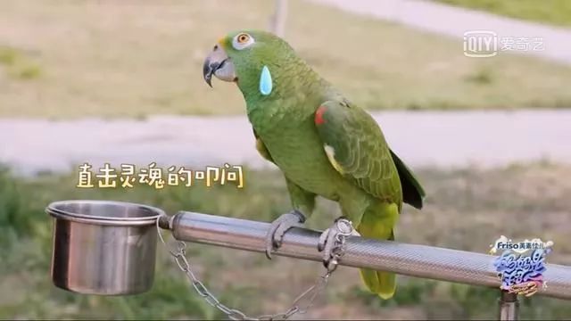 日本最好的一款泡沫洗面奶,日本最好用的洁面泡沫