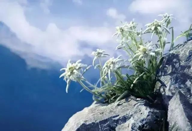 pony使用的底妆,pony化妆从洗脸开始