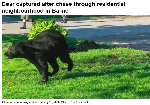 全球最毒的十大毒动物,加拿大最可怕的蛇