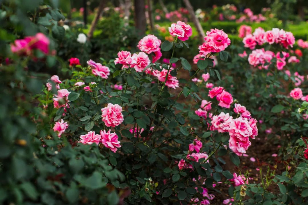 奔跑吧,小骑士!浪漫花彩小镇来场萌趣十足的比赛吧~