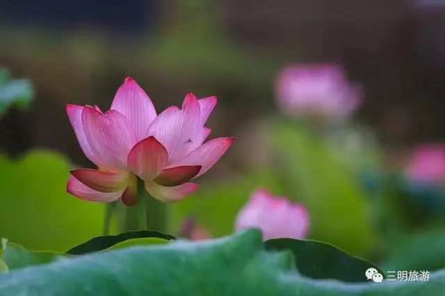 在三明夏天去哪玩,三明荷花最佳观赏地