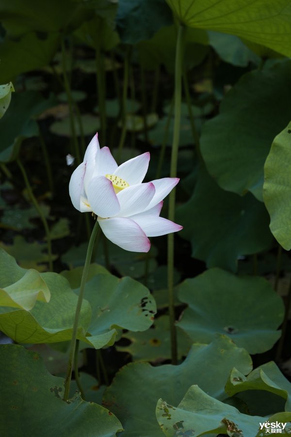 挂机Rf镜头推荐,佳能rf挂机镜头拍视频