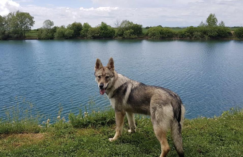 盘点二十种忠爱满世界的萌犬,可爱治愈系萌犬