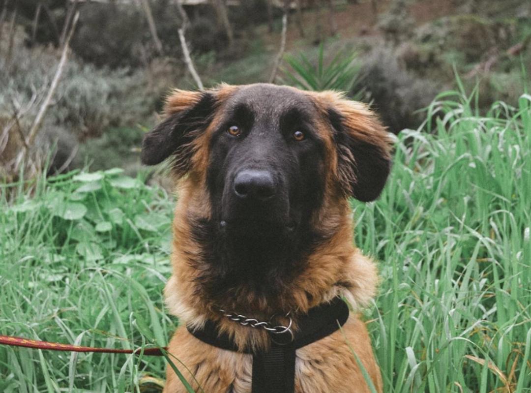 萌犬百科全集,盘点二十种忠爱满世界的萌犬