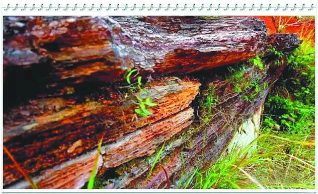 庐州石头传奇:“石公、石婆、石小姐”、“棋盘石”、“霸王石”……