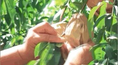 16°香甜,一*爆口**汁,称霸整个夏天的“蜜桃之王”来了