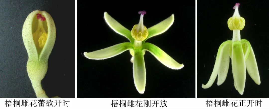 引凤梧桐是什么品种,引凤凰的梧桐树图片