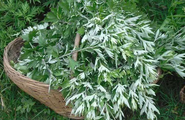 中医知识讲解艾草,艾草中医养生