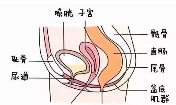 盆底治疗是怎么治疗的,盆底治疗是什么