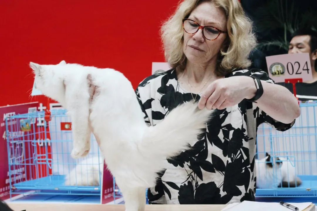 「丽江宠圈」身价4万！曾获各种大奖，丽江这些猫咪不简单