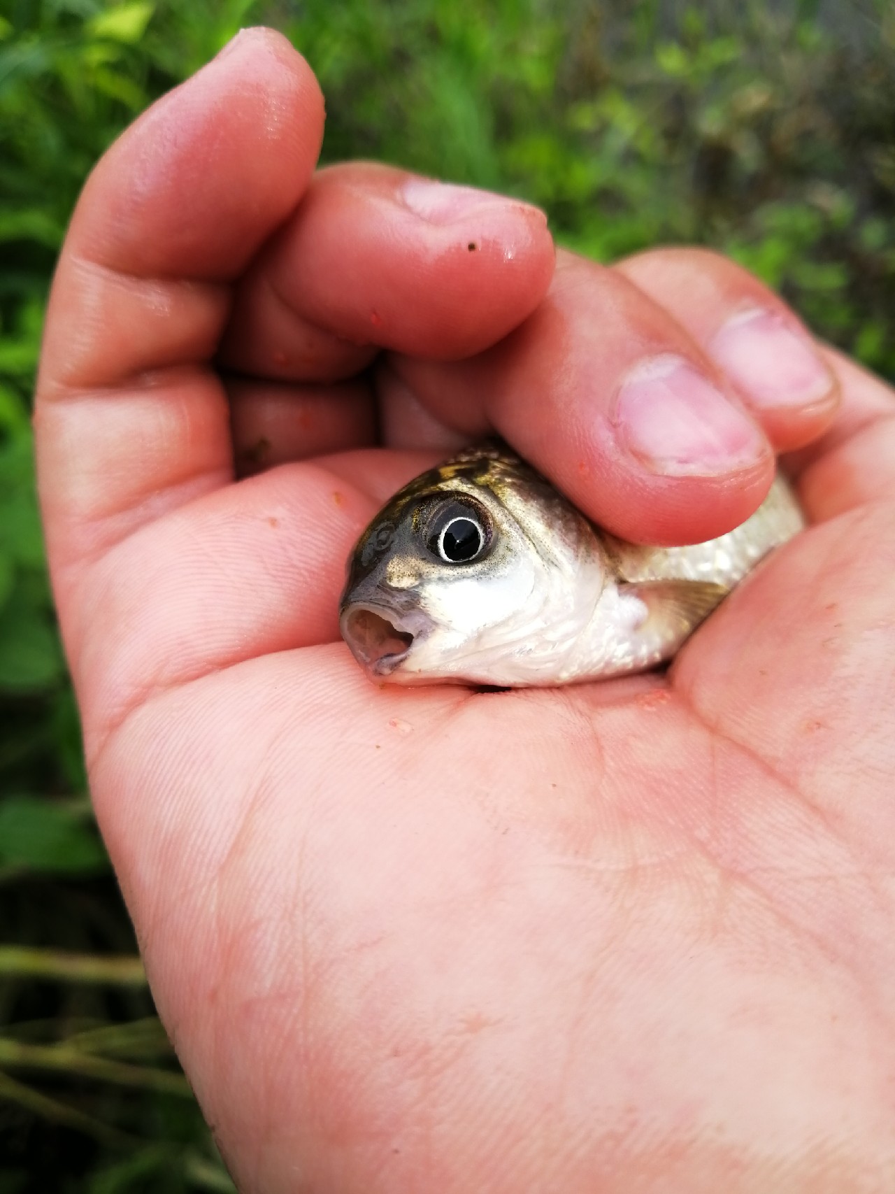小鱼闹窝怎么赶走,小鱼小虾闹窝怎么办
