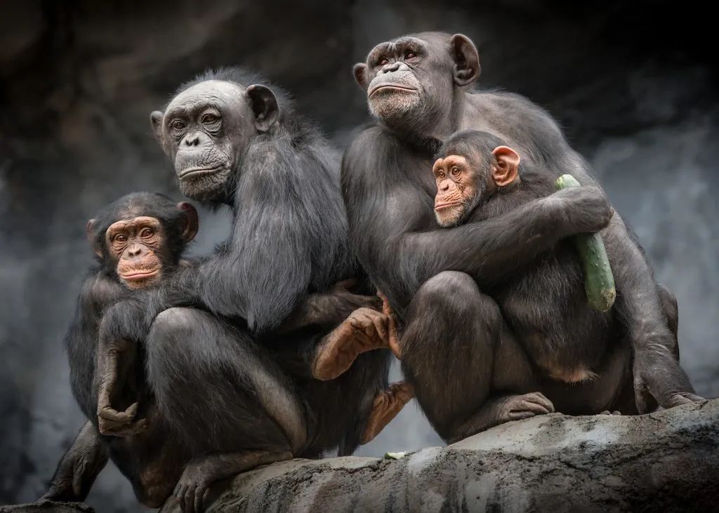 去动物园里散步才是正经事,逛动物园是件正经事表达什么