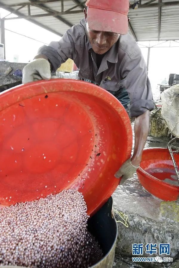 砗磲能用红绳穿吗,砗磲能用白色素绳穿吗