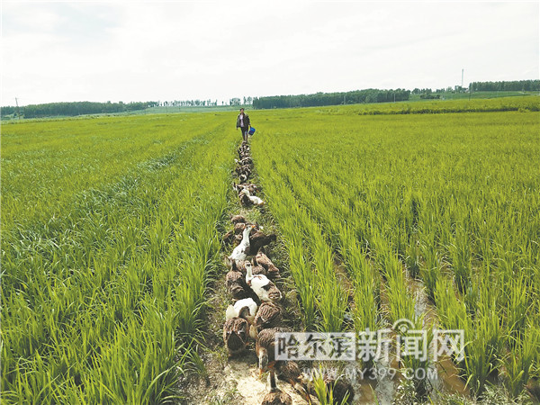 小村庄幸福生活视频,向往小村庄