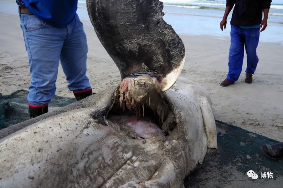 虎鲸饿起来为何连亲戚都吃,虎鲸投喂食物