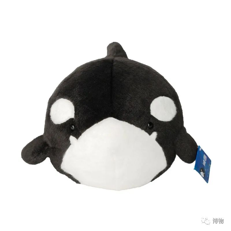 虎鲸炫耀食物,虎鲸饿到亲戚都吃什么