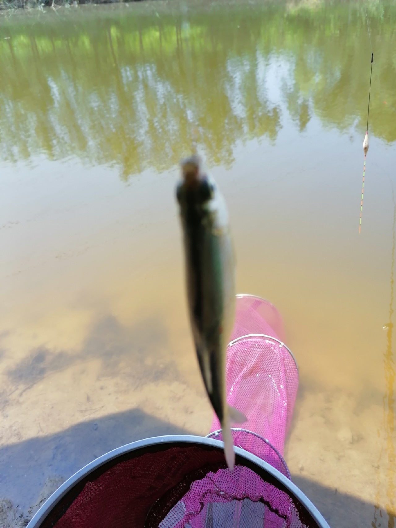 河边野钓小鲫鱼,野钓小河沟钓鲫鱼突然停口