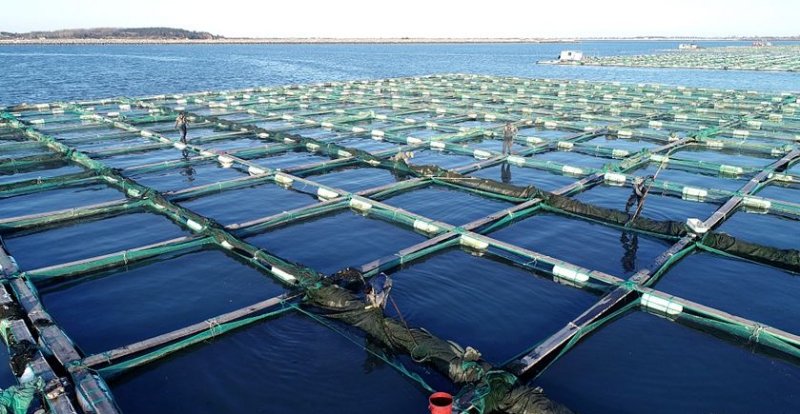 山东大型海参,山东哪个地方海参最多