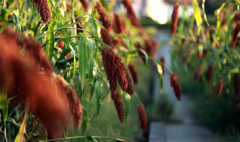 酿酒的红皮糯高粱多少钱一斤,宜宾糯红高粱种植全过程