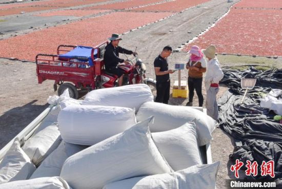 甘肃嘉峪关枸杞成熟,酒泉嘉峪关戈壁滩野生黑枸杞