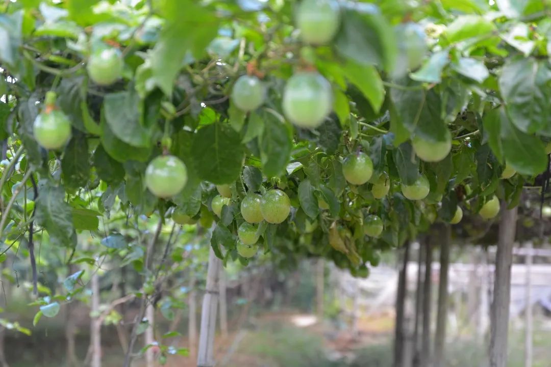 走进乡镇群众乐享文化大餐,百姓文化云上蔡