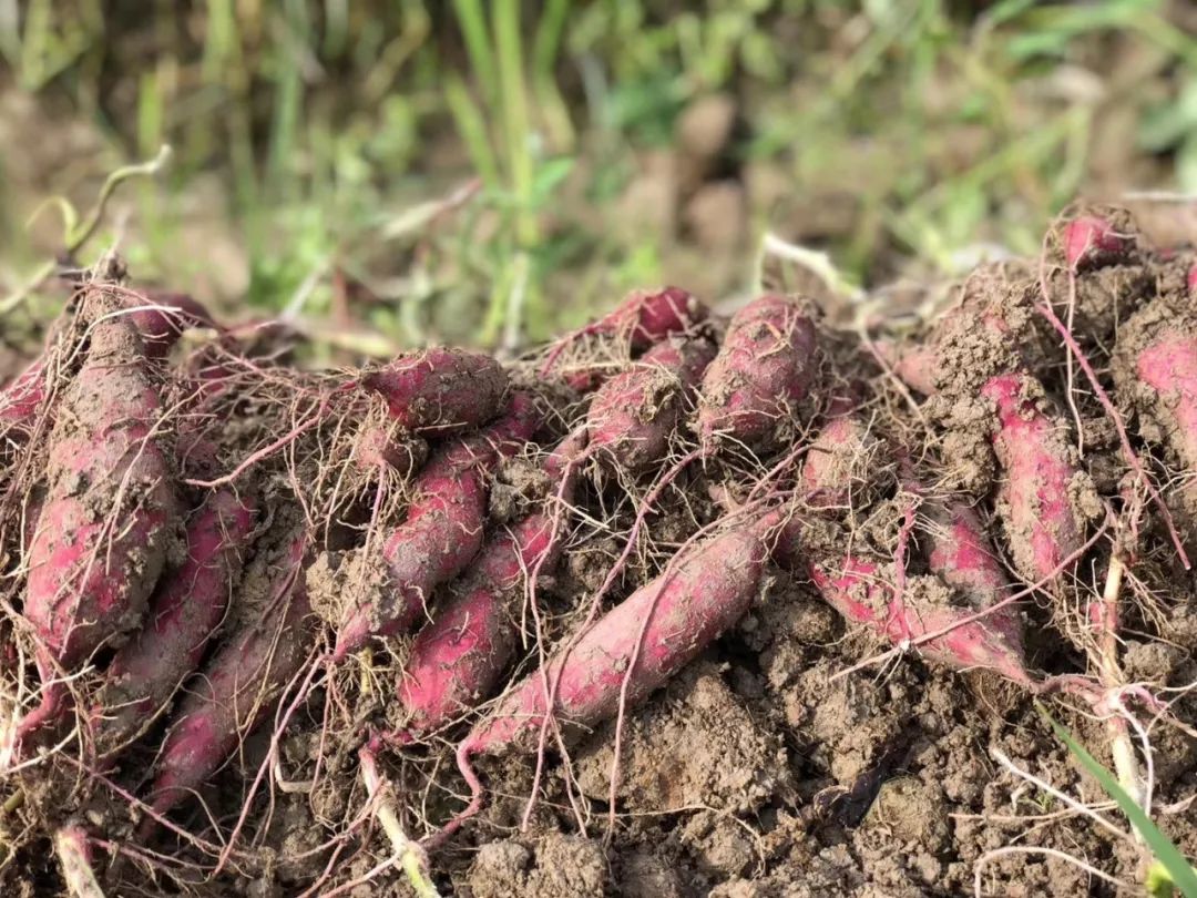 临安天目山小香薯粉糯香甜,天目山小香薯新鲜现挖