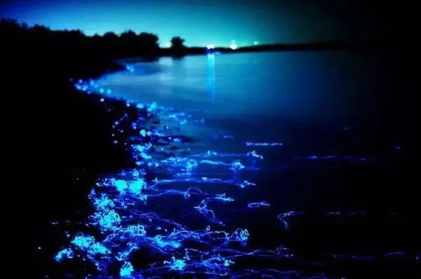 夏日萤火虫的夜晚,夏天萤火虫的夜景