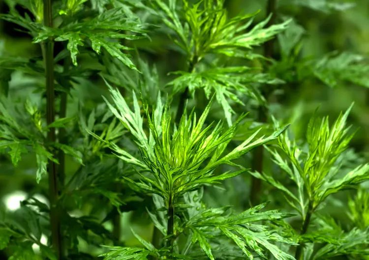 三伏天艾草熏后背多久熏一次,三伏天用艾草泡澡几天泡一次