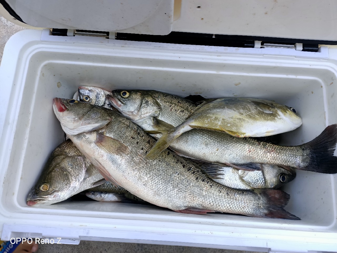 海钓初级篇新手进来看一看,海钓场专攻腊鱼教学