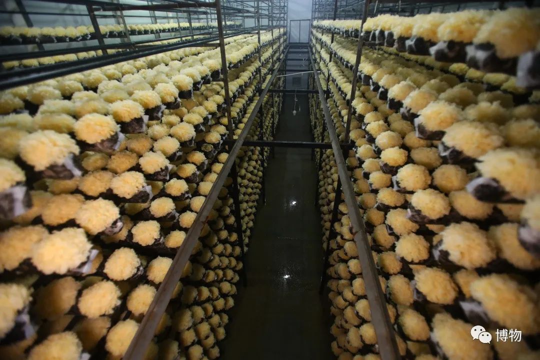 银耳在解放前的价格,银耳的巅峰之作