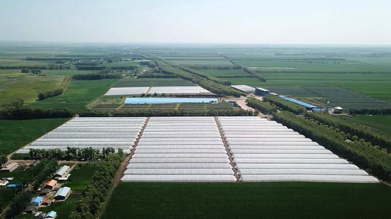 内蒙古马铃薯种植成本与利润,黑龙江省马铃薯种植面积