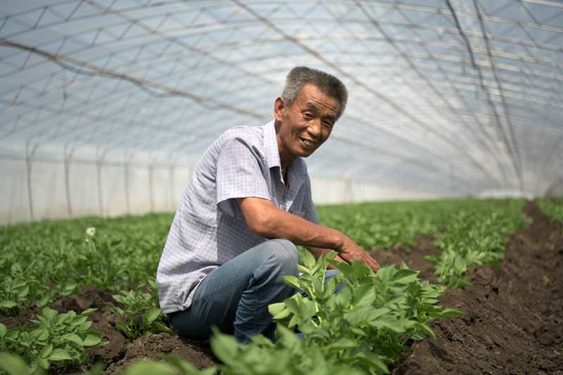 内蒙古马铃薯种植成本与利润,黑龙江省马铃薯种植面积