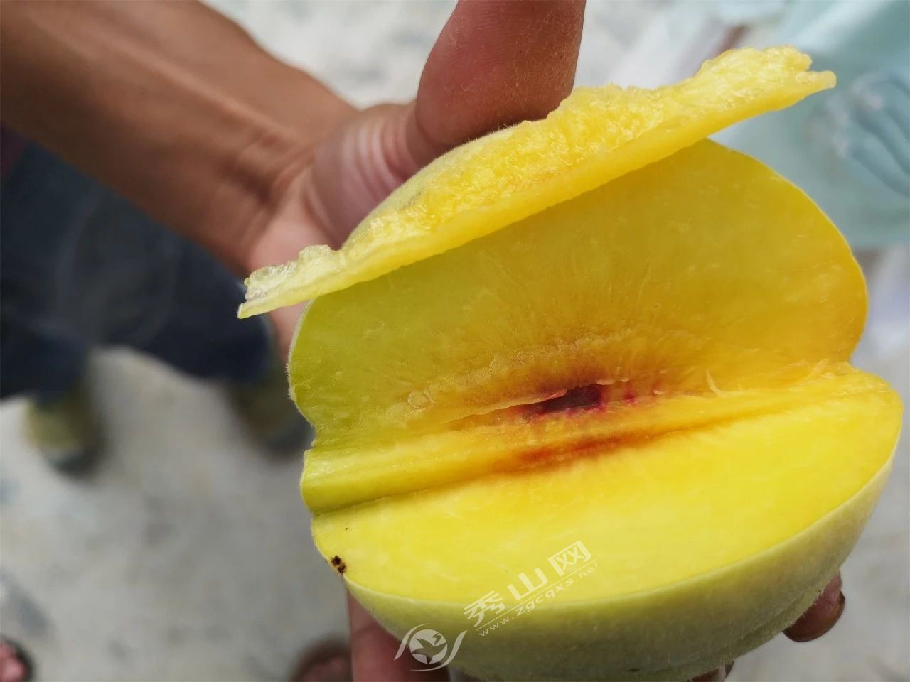 本周六，秀山融媒体中心邀您去维刚黄桃园吃黄桃