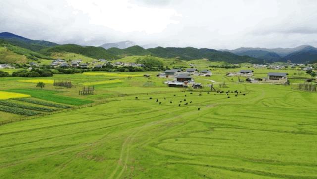 松茸比普通菌类贵多少,最好的松茸是哪里的