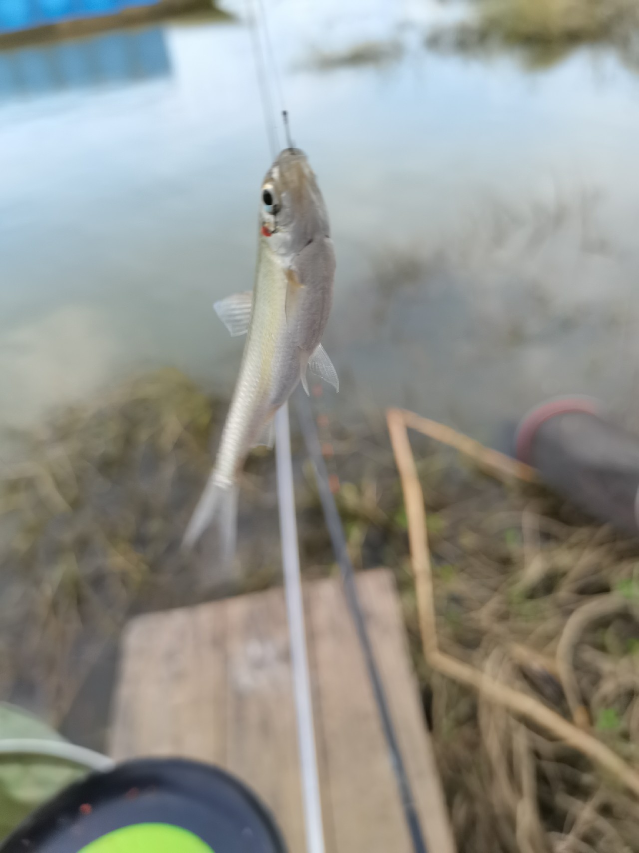 野钓白条全过程,拉白条用什么钓鱼