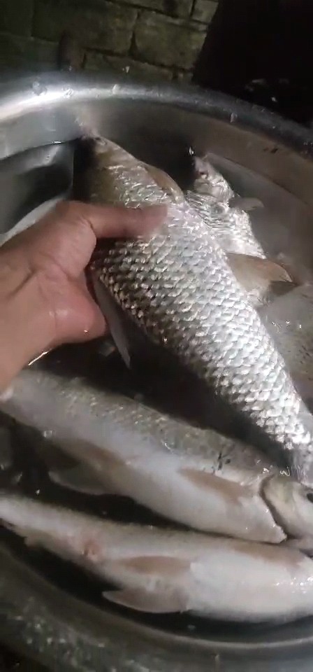 桂江野钓土鲮,广西桂江土鲮