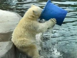 登革热期间感冒,登革热出现呕吐怎么办