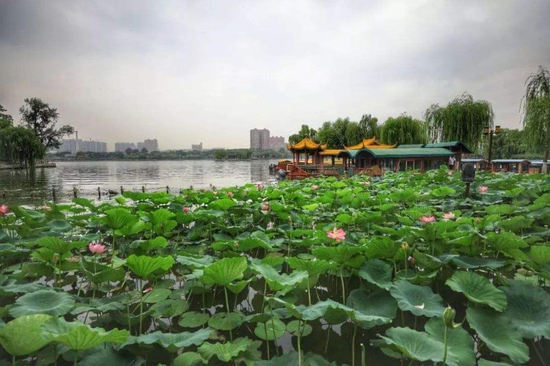 又到送寒衣时节,又到了送郁金香的季节