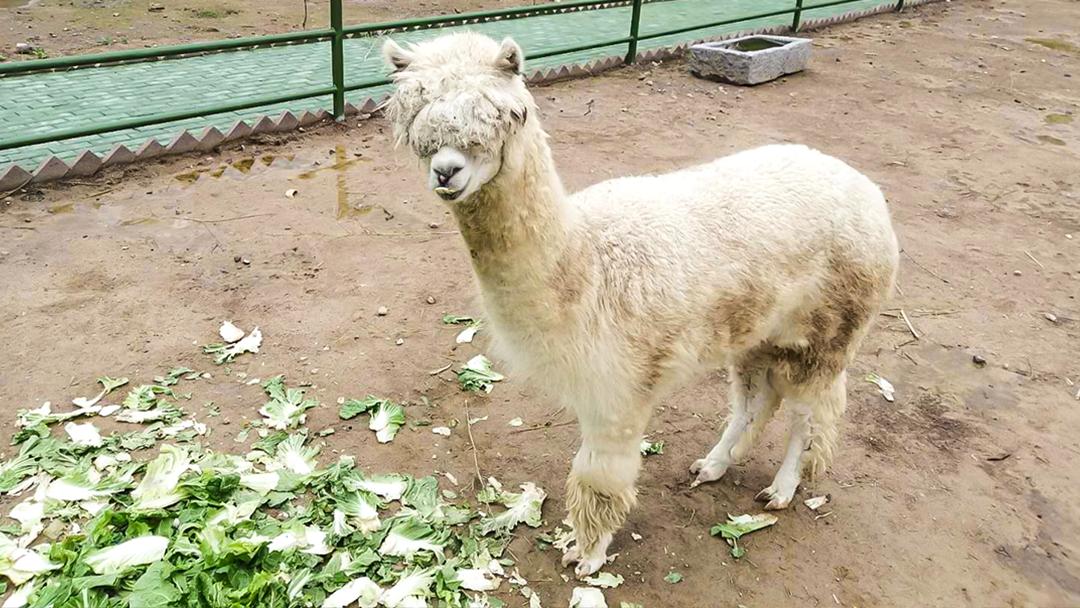 义乌热气球动力伞,北山热气球滑翔伞营地