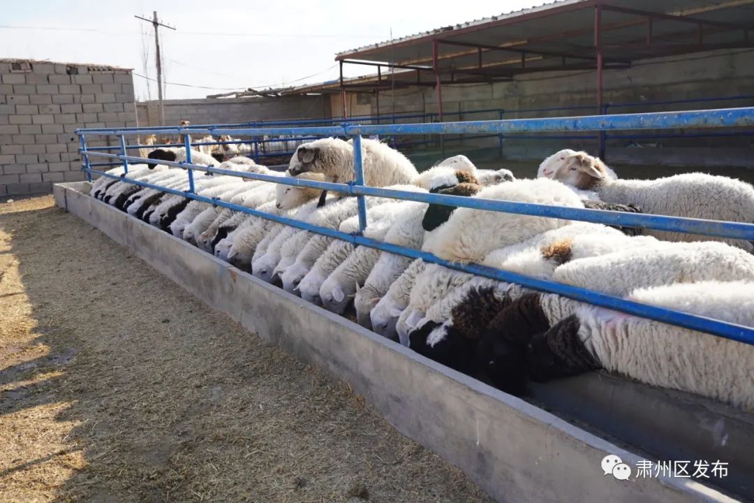 肃州区多措并举带动乡村旅游发展,聚焦五大振兴打造乡村振兴样板