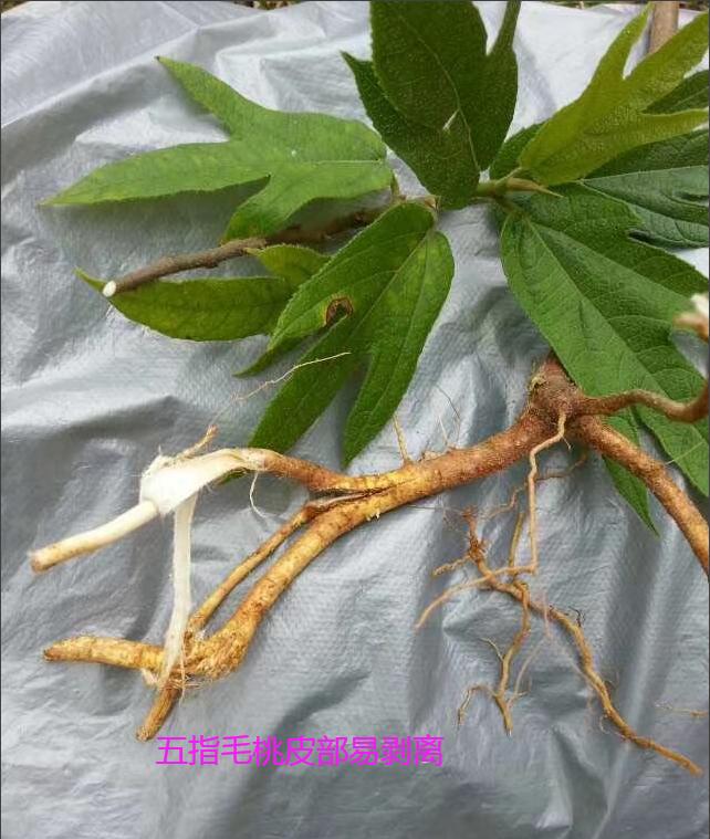 五指毛桃汤什么人不宜饮,五指毛桃汤的中毒症状