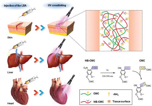 寰愬嘲瑗垮畨浜ゅぇ,瑗垮畨浜ゅぇ寰愬嘲鏁欐巿