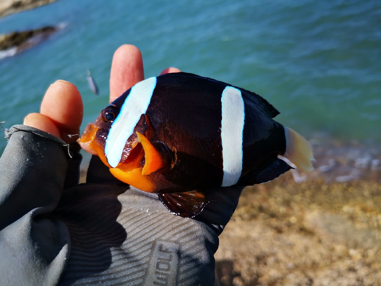 游姿优美的观赏鱼,木兰花乡风景区钓鱼