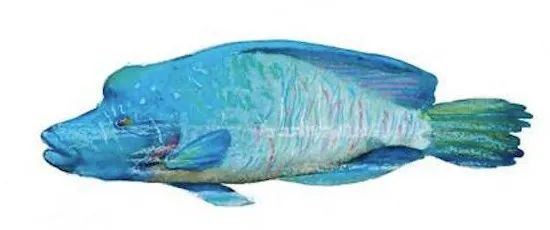 海洋护肤成分,深海植物护肤精粹